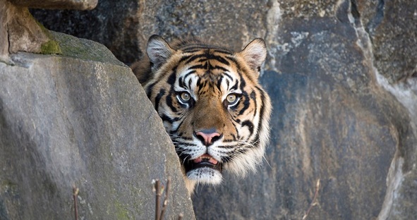 Une employée de zoo tuée par un tigre