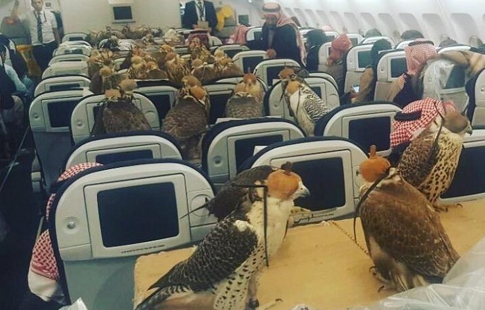 Saudi prince buys plane tickets for his 80 hawks
