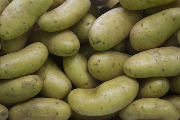 Canada: un champ de patates vieux de 3.800 ans mis au jour