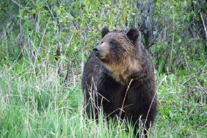 Japon: une employée tuée par un ours