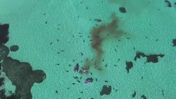 Australie : le festin sanglant de dizaines de requins-tigres - VIDEO