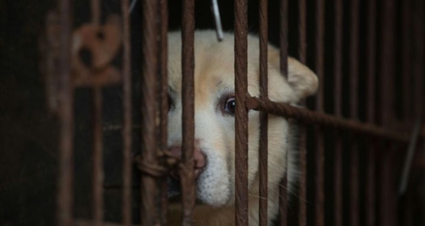 Corée du Sud : le business moribond de la viande de chien