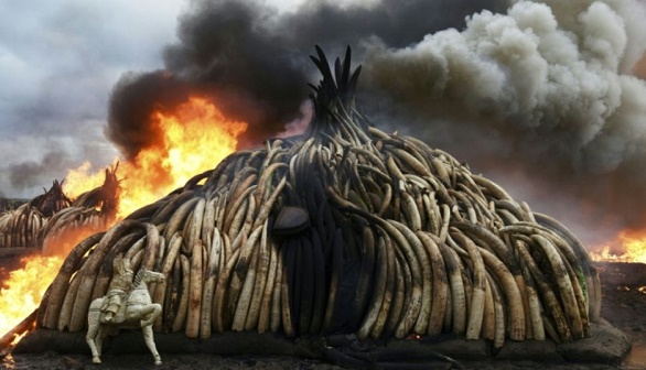 Pour sauver les éléphants d’Afrique, Washington interdit le commerce de l’ivoire