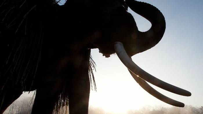 Indische Jäger töten mörderischen Elefanten