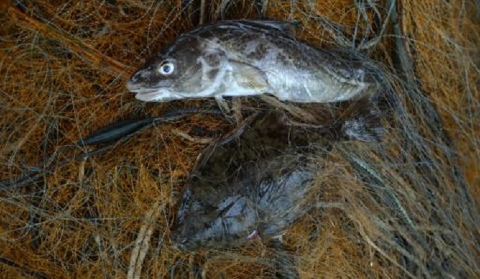 EU-Fischereiminister befinden über Ostsee-Fangquoten