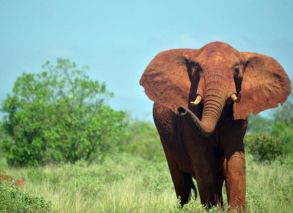 Kenya: un touriste belge tué par un éléphant
