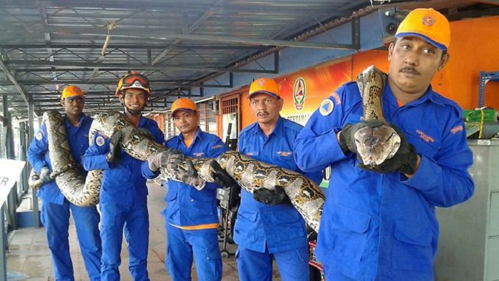 Gigantischer Python in Malaysia gefangen