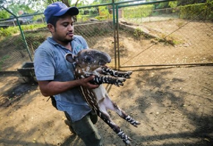 Tapir in Zoo von Nicaragua wird von Ziegen durchgefüttert