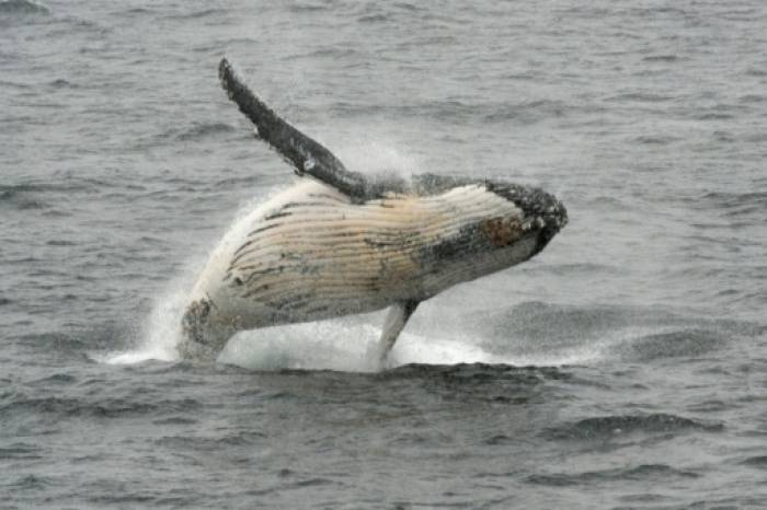 Australie: une baleine heurte un bateau et blesse des passagers