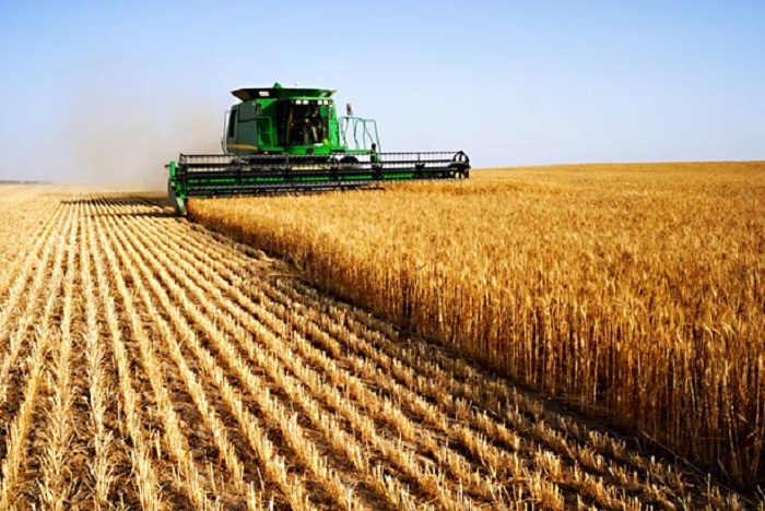 Azerbaijan to be able to provide itself with grain - deputy minister