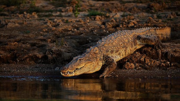 Krokodil tötet russischen Urlauber