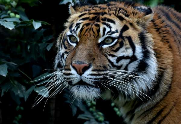 Terrible attaque d`un tigre sur une petite fille - VIDEO