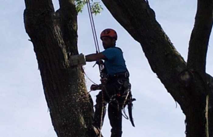 Pologne : le ministre autorise l'abattage d'arbres, on coupe chez lui
