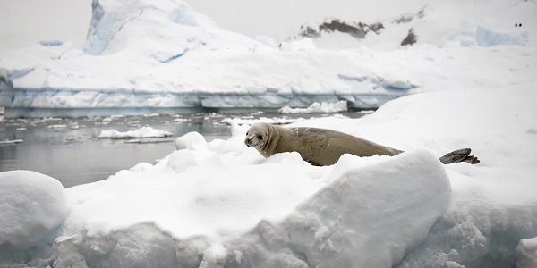 Accord pour créer le plus grand sanctuaire marin en Antarctique