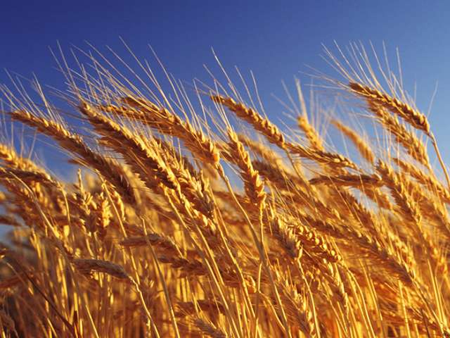 Turkey, Russia to mull prospects for resuming agricultural supply