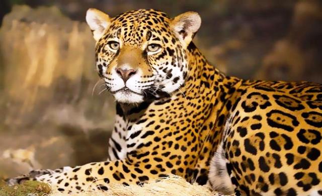 Leopard spotted in Nakhchivan