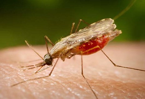 Facts you didn`t know about malaria 