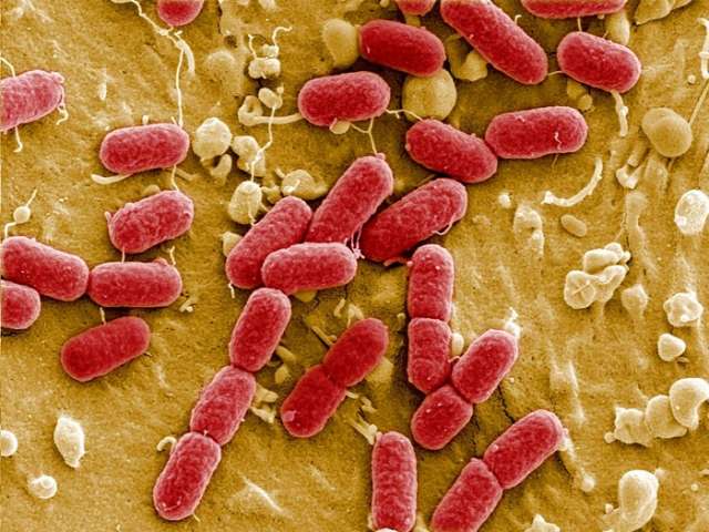   Do antibiotics really wipe out your gut bacteria? -   iWONDER    