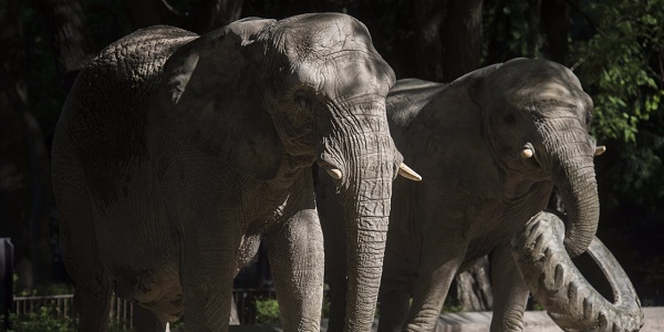 Au Vietnam, une poignée d`éléphants pour sauver l`espèce