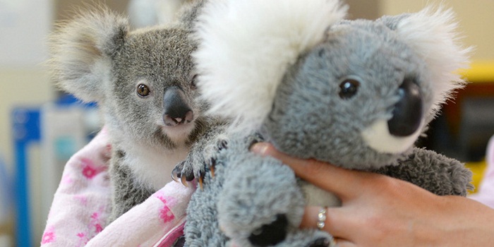 Australie : un koala orphelin se console avec une peluche
