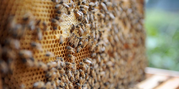 Aux Etats-Unis, des millions d`abeilles mortes