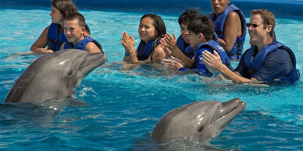 Les Etats-Unis veulent interdire la baignade avec des dauphins à Hawaï