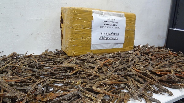 2.000 hippocampes morts saisis dans des colis postaux