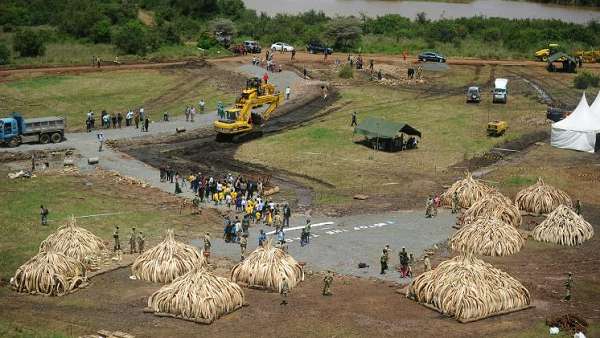 Kenya: pour brûler l`ivoire, le feu ne suffit pas