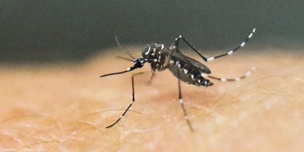 L`épidémie de Zika devrait s`éteindre d`ici trois ans