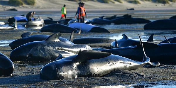 Baleines échouées en Nouvelle-Zélande: risques d`explosion des carcasses