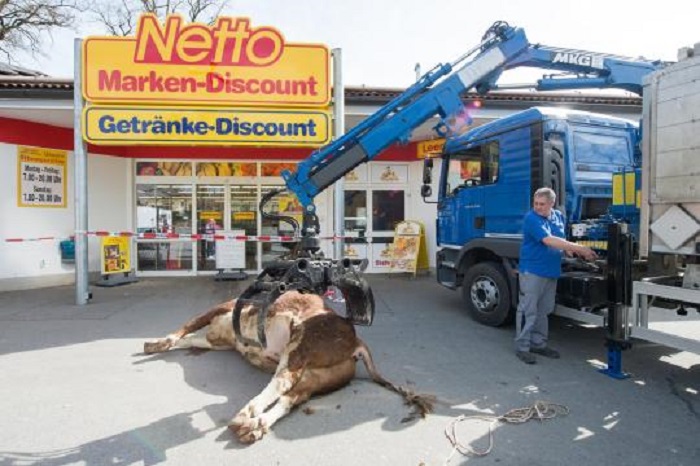 Polizist erschießt wilden Bullen in Supermarkt