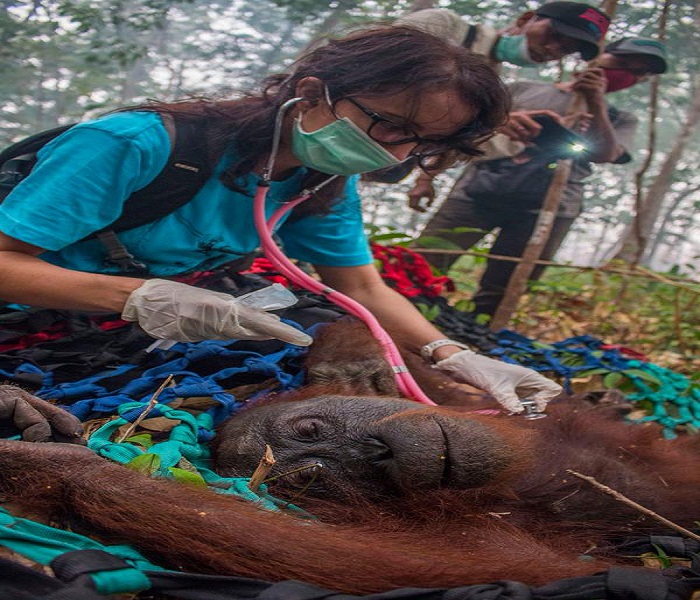 Indonesien brennt wie noch nie -FOTO