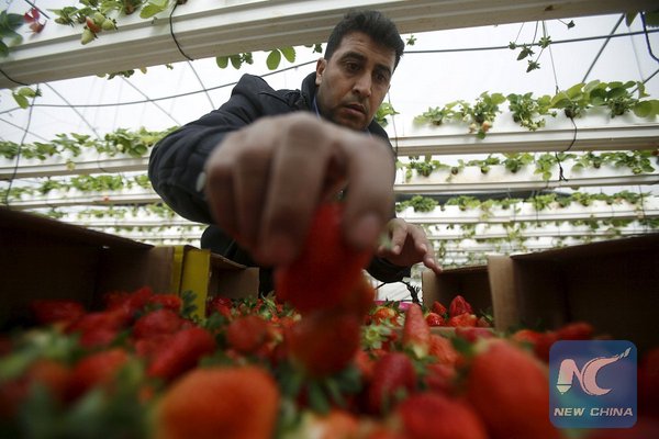 Gaza exports strawberry to West Bank for first time in 8 years of blockade