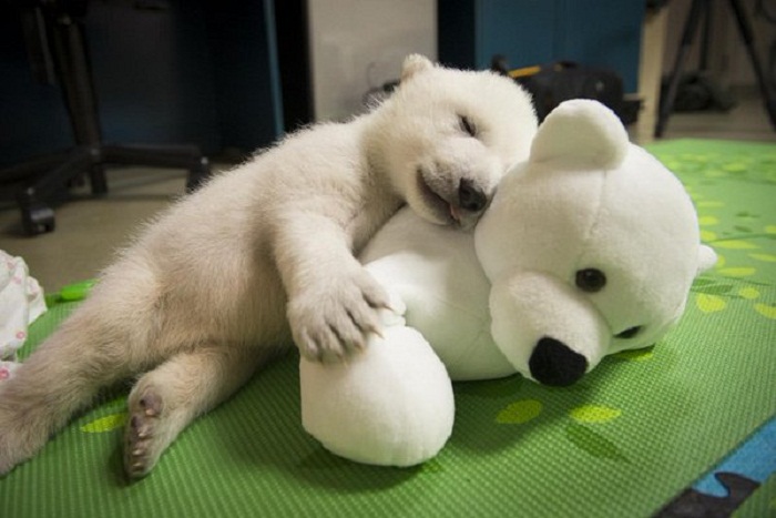 Polar bear cub Nora`s first 83 days at Columbus Zoo - VIDEO