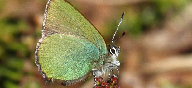 Researchers have created a super-strong optical material based on butterfly wings
