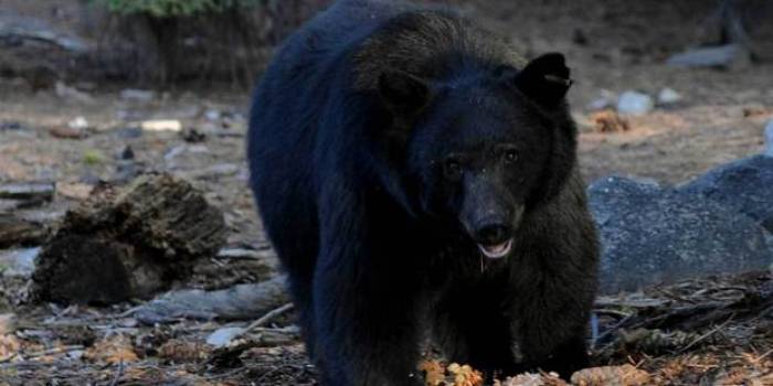 Canada : un ours attaque un chasseur à l'arc dans un arbre