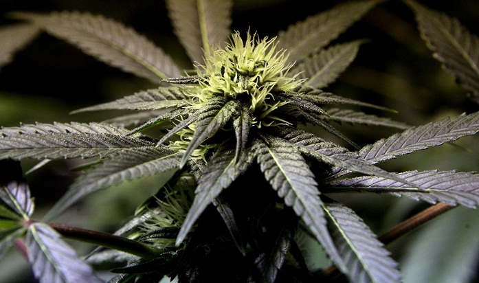 Marijuana 'could hold the key to curing Alzheimer's'