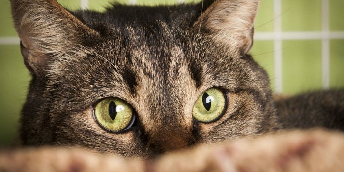 Votre chat peut vous transmettre la toxoplasmose