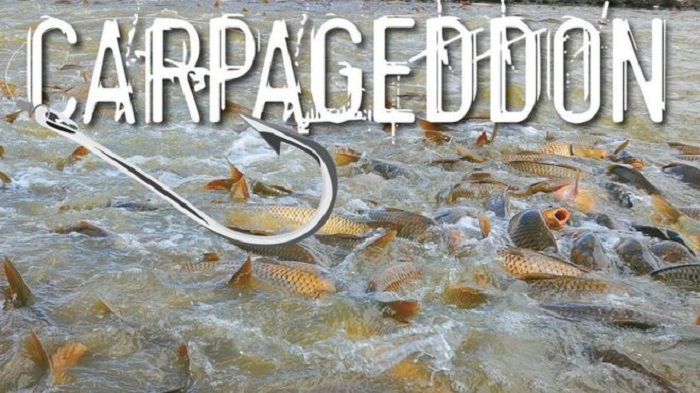 Carpageddon: Australia plans to kill carp with herpes