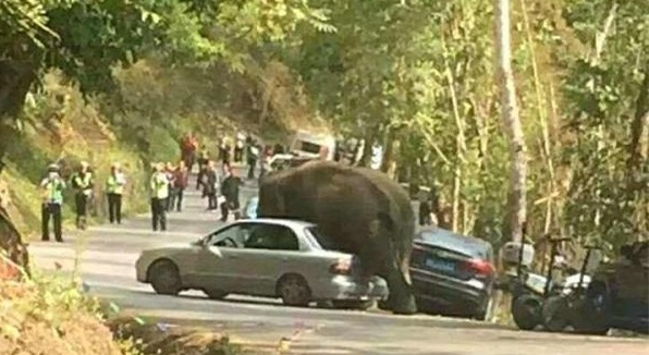 Après un chagrin d`amour, un éléphant abîme de rage 19 voitures en Chine VIDEO