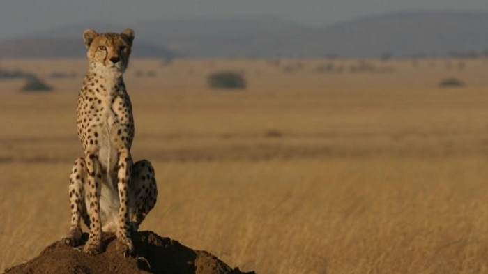 Cheetahs heading towards extinction as population crashes