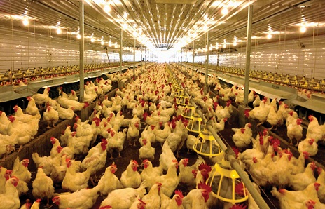 No need to ban poultry meat imports from Russia, Azerbaijan says
