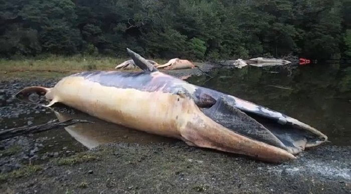 Chili: plus de 300 baleines échouées