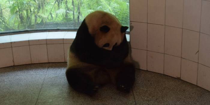 Chine : un panda donne naissance à des jumeaux à l'âge record de 23 ans