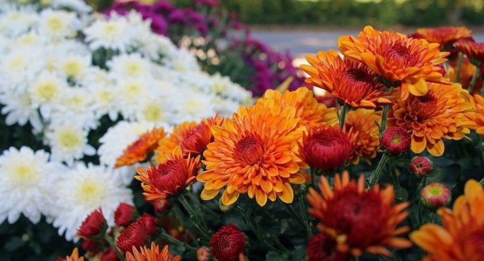 New variety of Japanese Chrysanthemum named after Kazakh President