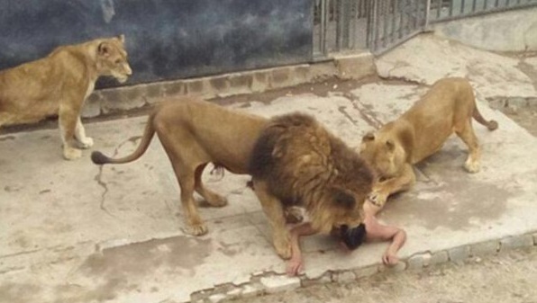 L`homme qui s`est jeté en pâture aux lions se prenait "pour le prophète"