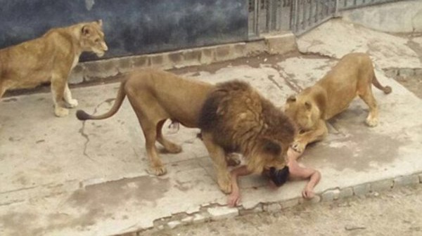 Chili : il tente de se suicider en sautant dans l’enclos aux lions