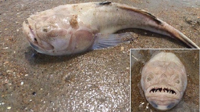 Un poisson terrifiant est apparu sur une plage aux USA