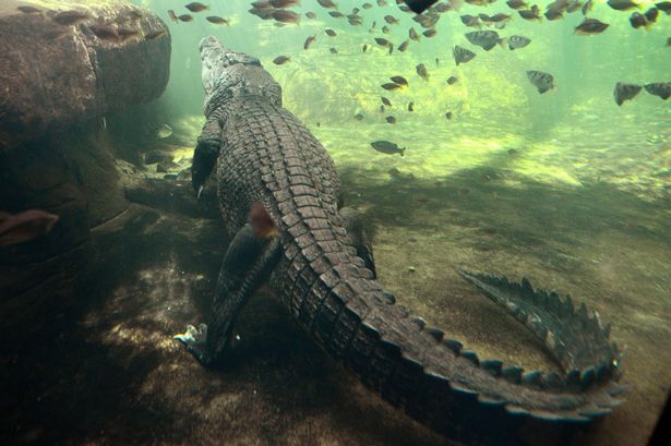 Last words of terrified tourist who vanished after being dragged under by crocodile during night swim