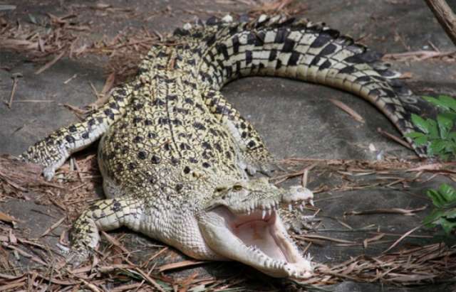 Un crocodile du zoo de Tunis tué à coups de pierres par des visiteurs